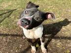 Adopt FRED a Pit Bull Terrier, Mixed Breed