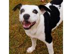 Adopt Chip a Pointer, Pit Bull Terrier