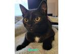 Adopt Dennis a Domestic Short Hair