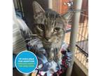 Adopt Lou a Domestic Short Hair