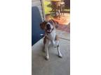 Adopt Neil a Beagle, Catahoula Leopard Dog