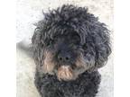 Adopt Marley a Poodle