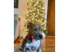 Adopt Loki a Pit Bull Terrier