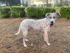 Adopt Jefferson a Mixed Breed