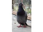 Adopt Binx w/Esther a Pigeon