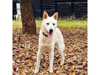 Adopt **ZENNA a Jindo