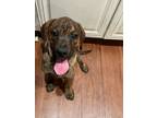 Adopt Tigger a Mixed Breed