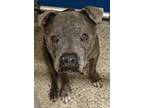 Adopt Sparkles a Pit Bull Terrier, Mixed Breed