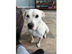 Adopt Boo a Labrador Retriever