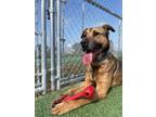 Adopt Tex a Shepherd