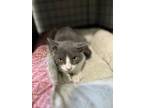 Adopt Winston a American Shorthair