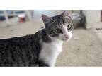 Adopt Rico Suave a Domestic Short Hair, Tabby