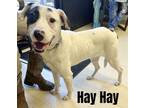 Adopt Hay Hay a Hound, Pit Bull Terrier