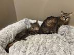 Adopt Ping and Pong - Can go together or separate a Domestic Short Hair
