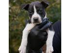 Adopt Squirt a Pit Bull Terrier, Mixed Breed