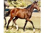 Thoroughbred filly purebred