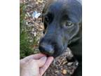 Flynn, Labrador Retriever For Adoption In Thomasville, North Carolina