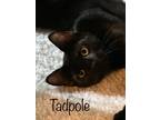 Adopt Tadpole a American Shorthair