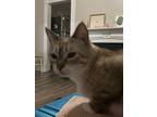 Adopt Lucy a Tabby, Domestic Short Hair
