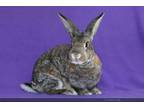 Adopt BEA a Bunny Rabbit