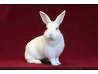 Adopt CHAVITA a Bunny Rabbit