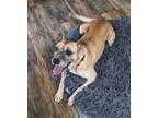 Adopt Lucy a Boxer, Greyhound