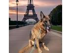 Adopt Adele a German Shepherd Dog