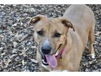 Adopt Bonnie a Hound, Labrador Retriever