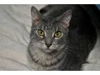 Adopt Stella a Domestic Short Hair