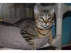 Adopt Lani a Tabby, Domestic Short Hair