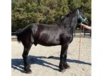 Young Percheron gelding