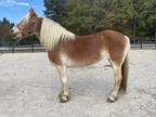 Sweet haflinger mare