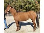 Registered Dun mare