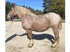 Roan Belgian mare