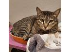 Adopt Ashlyn a Domestic Short Hair