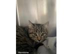 Adopt Hermione a Domestic Short Hair