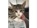 Adopt Chama a Domestic Short Hair