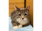 Adopt Dolly a Domestic Short Hair, Tabby