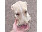 Adopt Gerita a Yellow Labrador Retriever