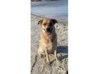 Adopt Kaia a Great Pyrenees, Yellow Labrador Retriever