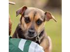 Adopt Cagney a Feist, Mixed Breed