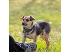 Adopt Cagney a Feist, Mixed Breed