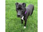 Adopt Romi 47626900 a Shar-Pei, Pit Bull Terrier