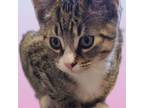 Adopt ADOPTED & NO LONGER AVAILABLE HIRO AND KIKA a Tabby