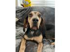 Adopt Gracie, spayed Nov 23rd a Coonhound, Black and Tan Coonhound