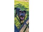 Adopt Daisy a Shar-Pei