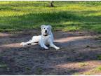 Adopt Cheerio HTX a Great Pyrenees
