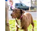 Adopt Indigo - Local May 3-5 a Labrador Retriever, Chocolate Labrador Retriever