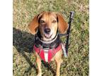 Adopt Emmy a Beagle