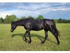 Adopt Missy a Thoroughbred